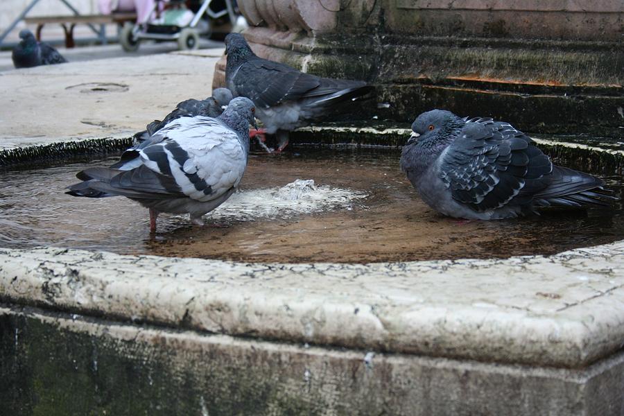 Pigeons in a Fountain Photograph by Allan Morrison
