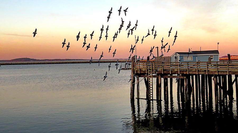 Wildlife Photograph - Pigeons in Flight by Janice Drew