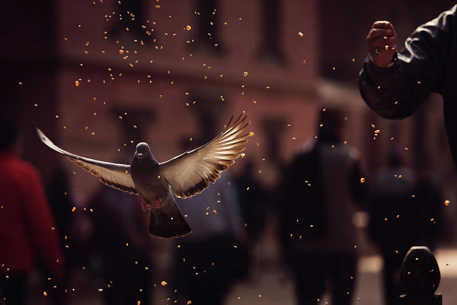 Pigeon Photograph - Pigeons In Patan Square, Kathmandu-nepal by Dan Mirica