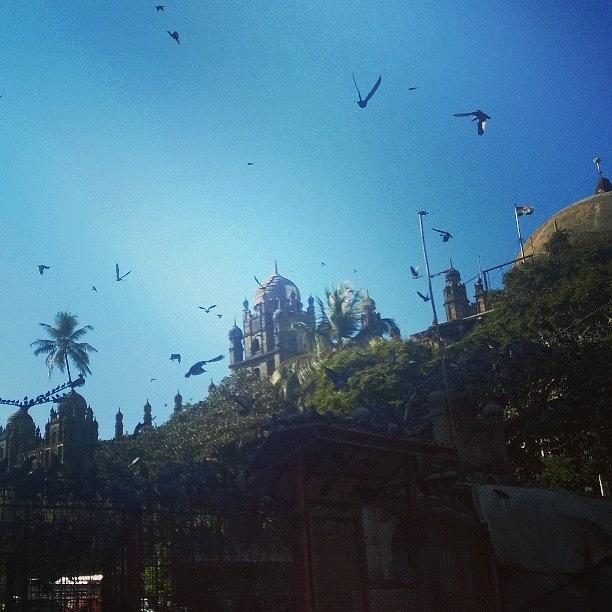 Bird Photograph - Pigeons In South Bombay #birds #flight by Shruthi Vishwanath