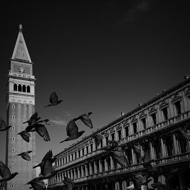 Venice Photograph - Pigeons In St Marks Square, #venice by Jonah Goh