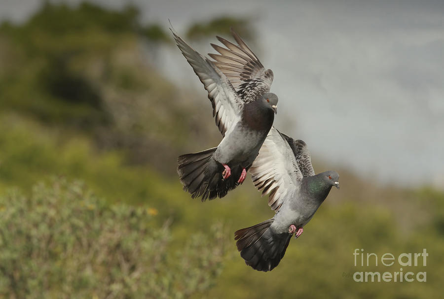 Pigeons Landing Photograph by Deborah Benoit