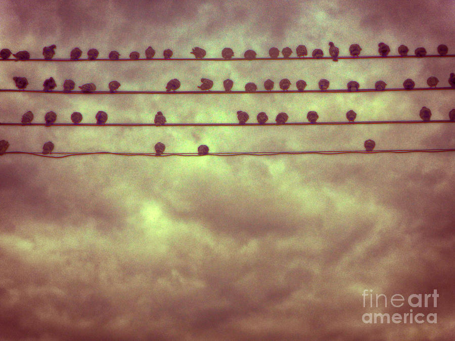 Bird Photograph - Pigeons by Mark Thomas
