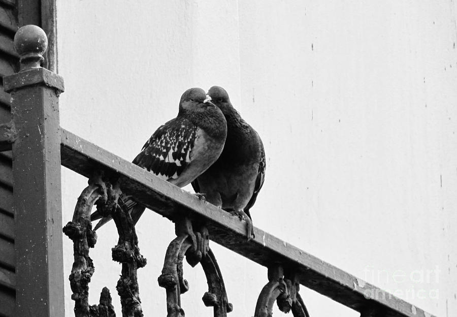 Pigeons Photograph by Meagan  Visser