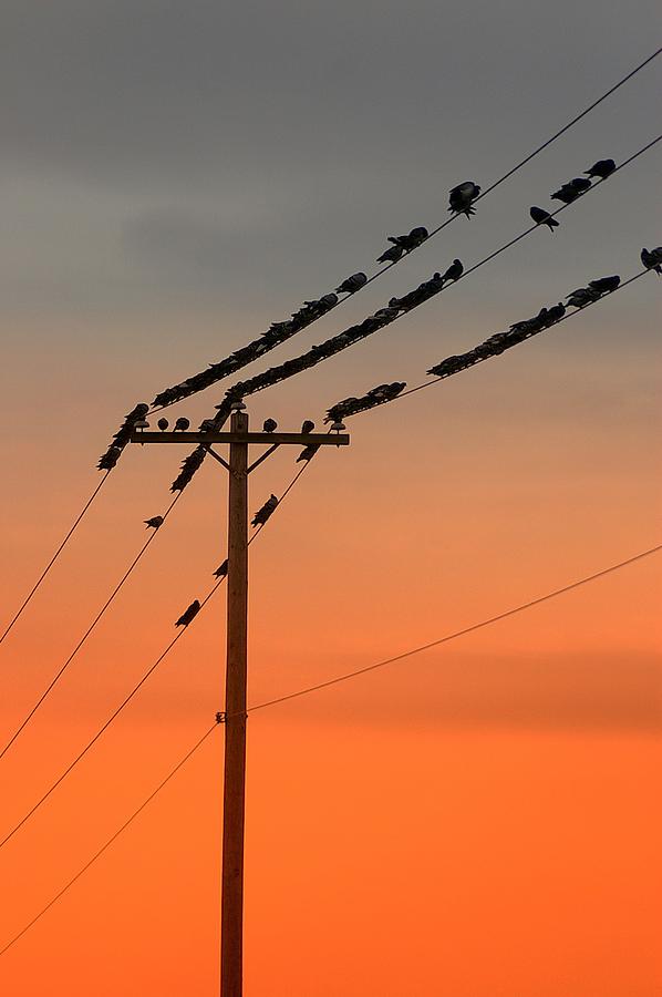 Pigeons Meeting Photograph by Randy Pollard