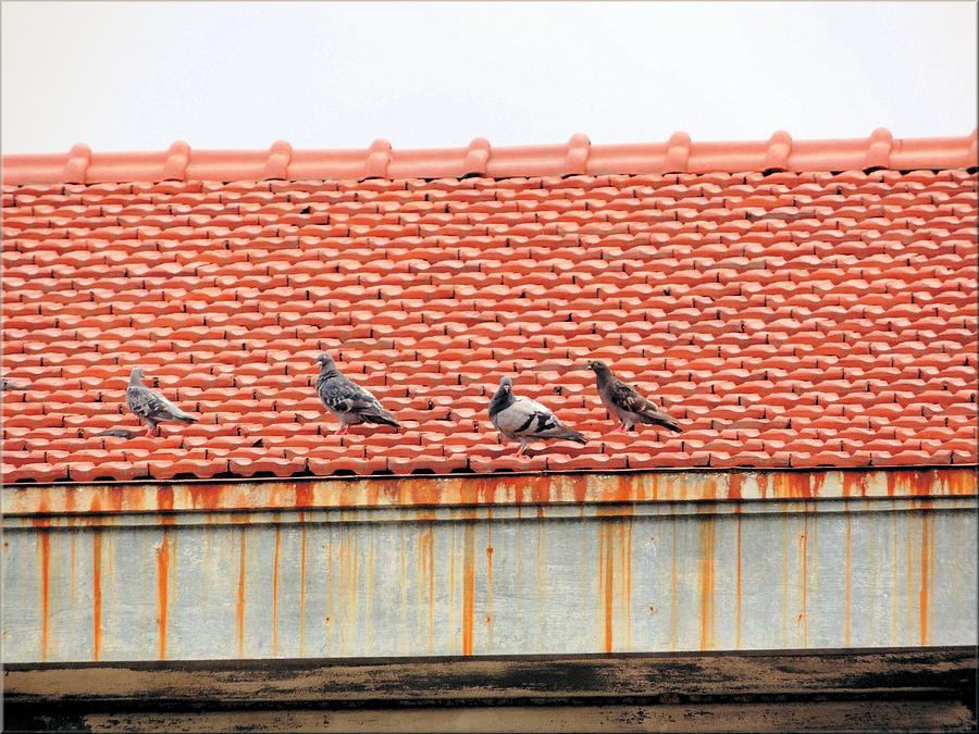 Wildlife Photograph - Pigeons On Roof by Aaron Martens