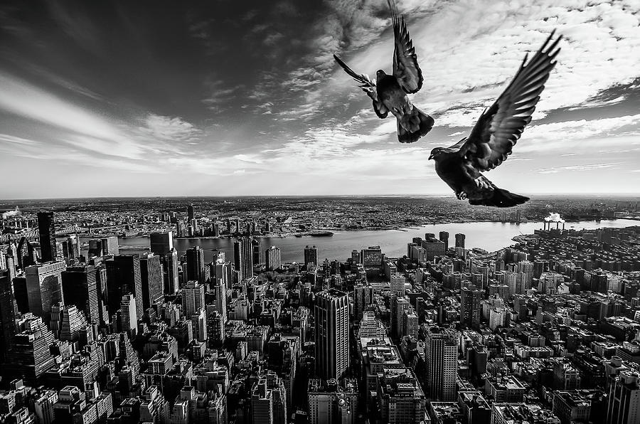 Bird Photograph - Pigeons On The Empire State Building by 