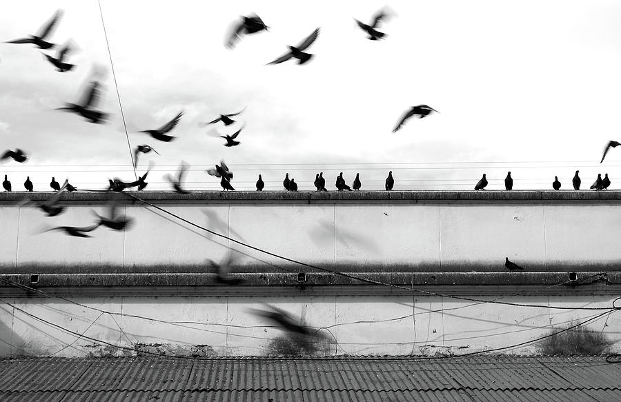 Pigeons On The Roof And Flying Photograph by Magaiza
