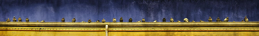 Pigeons on yellow roof Photograph by Peter V Quenter