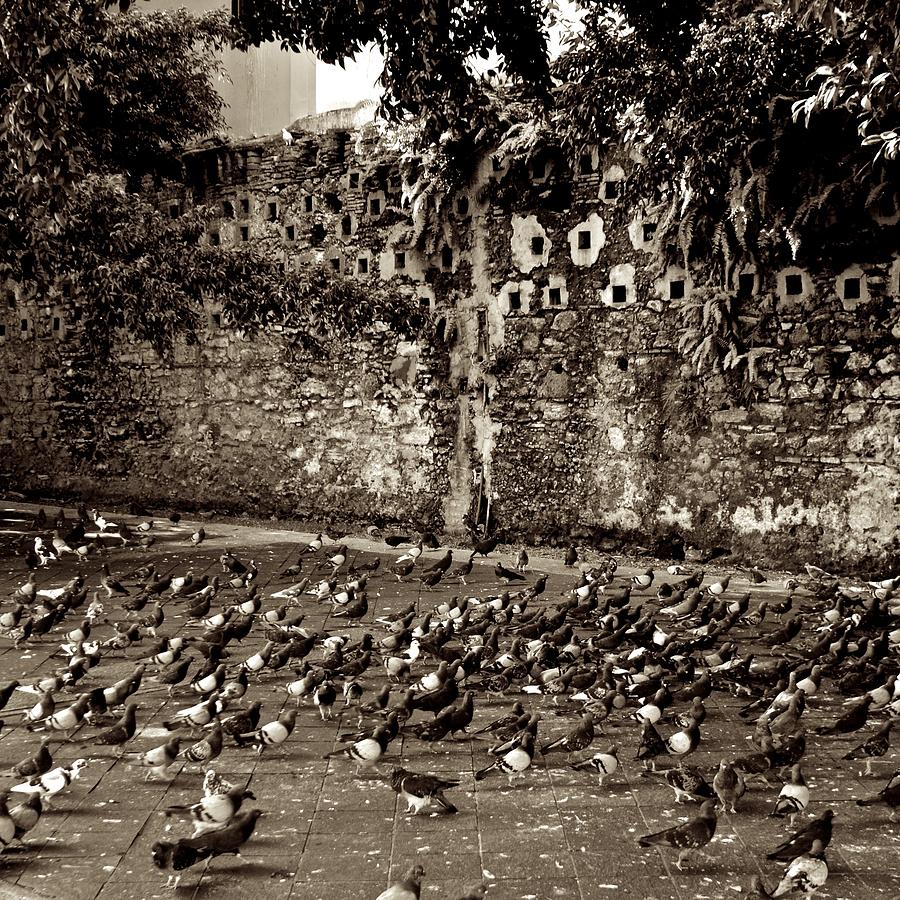 Pigeons Park Photograph by Ricardo J Ruiz de Porras