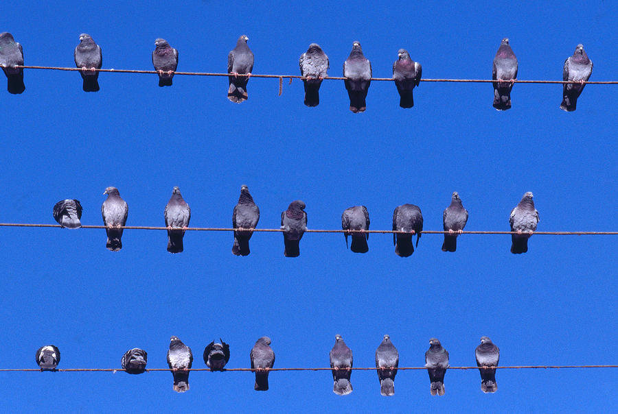Pigeons Photograph by Richard Hansen