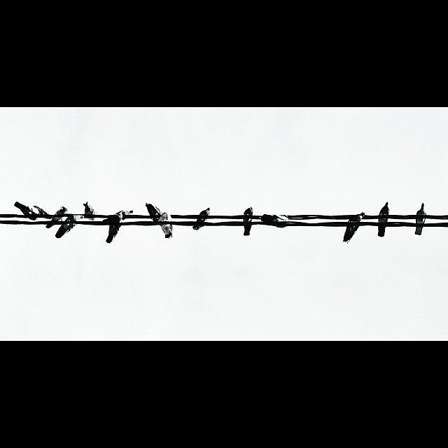 Pigeon Photograph - #pigeons #urbanphotography by Luiz Lee