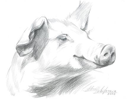 Piggy  Drawing by Alena Nikifarava