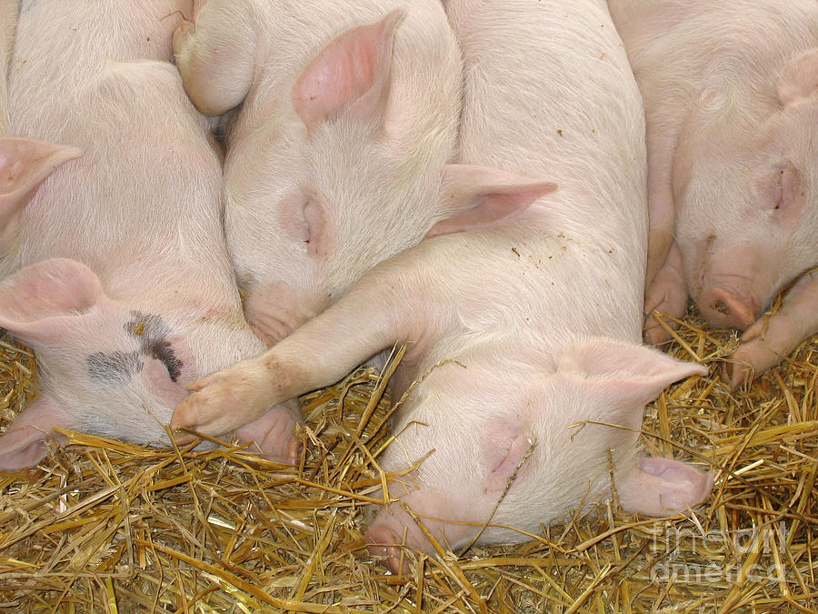 Piggy Feet in Face Photograph by Ann Horn