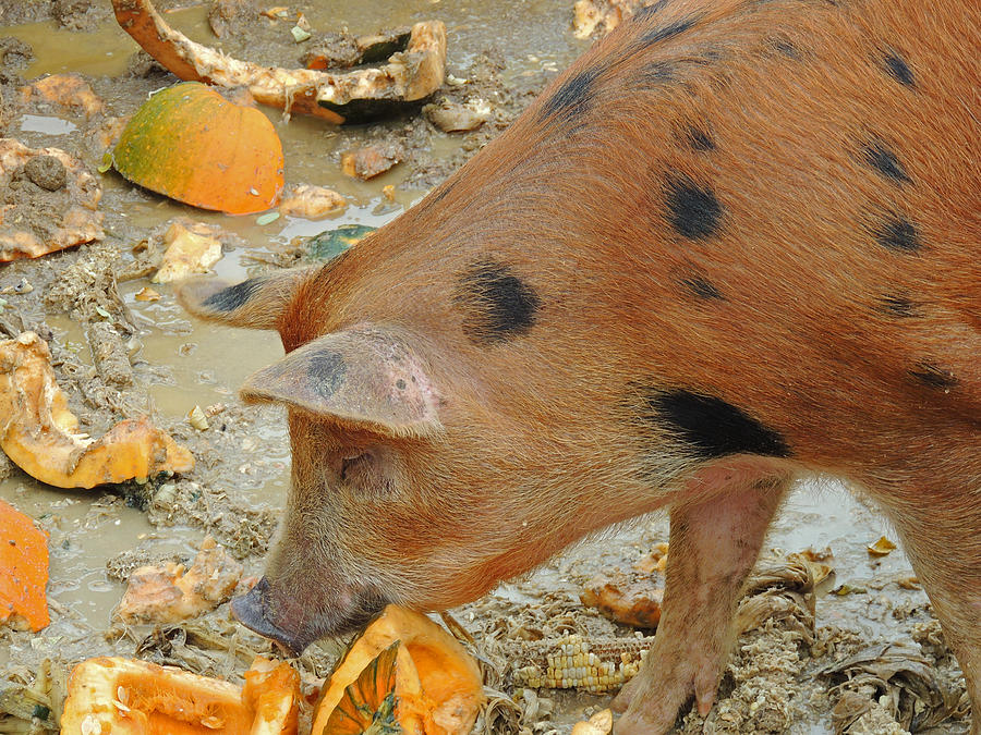 Piggy Photograph by Nancy Griswold