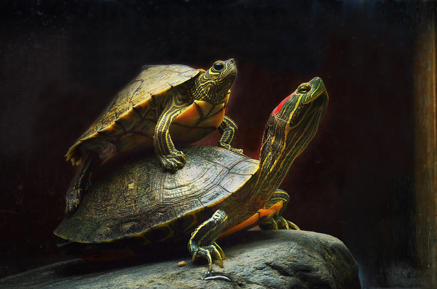 Piggybacking Photograph by Sue Capuano