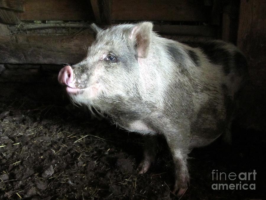 Piglet - Farm Animal Photograph by Susan Carella