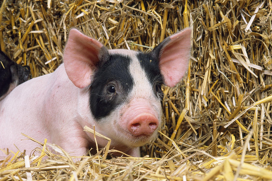 Piglet In Straw Photograph by John Daniels