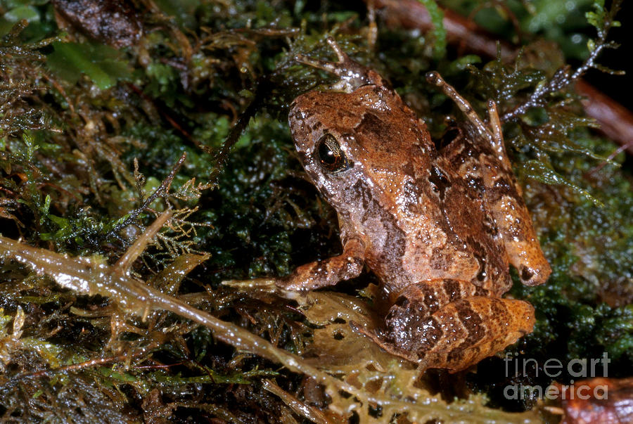 Piglet Litter Frog Photograph by Gregory G. Dimijian, M.D.