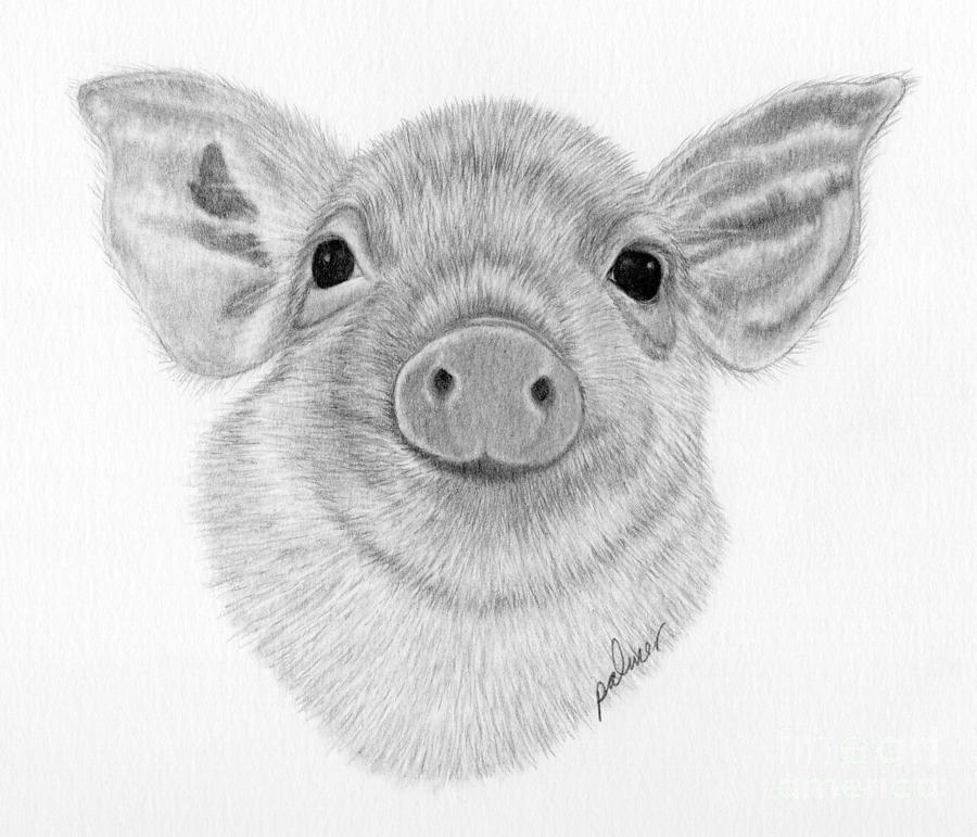 Piglet Drawing by Rita Palmer