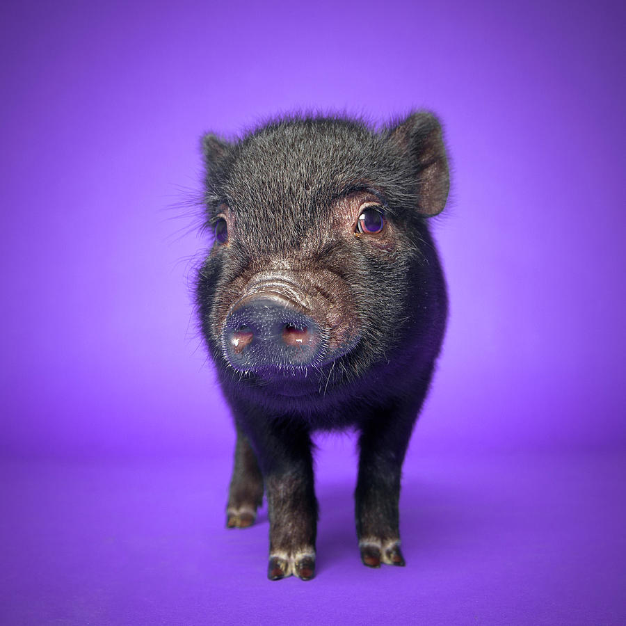 Piglet Photograph by Square Dog Photography