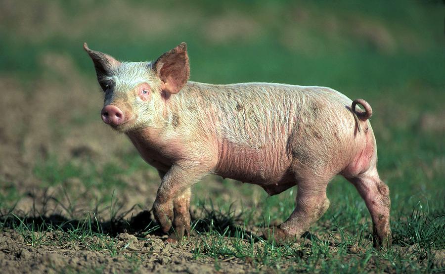 large piglet teddy