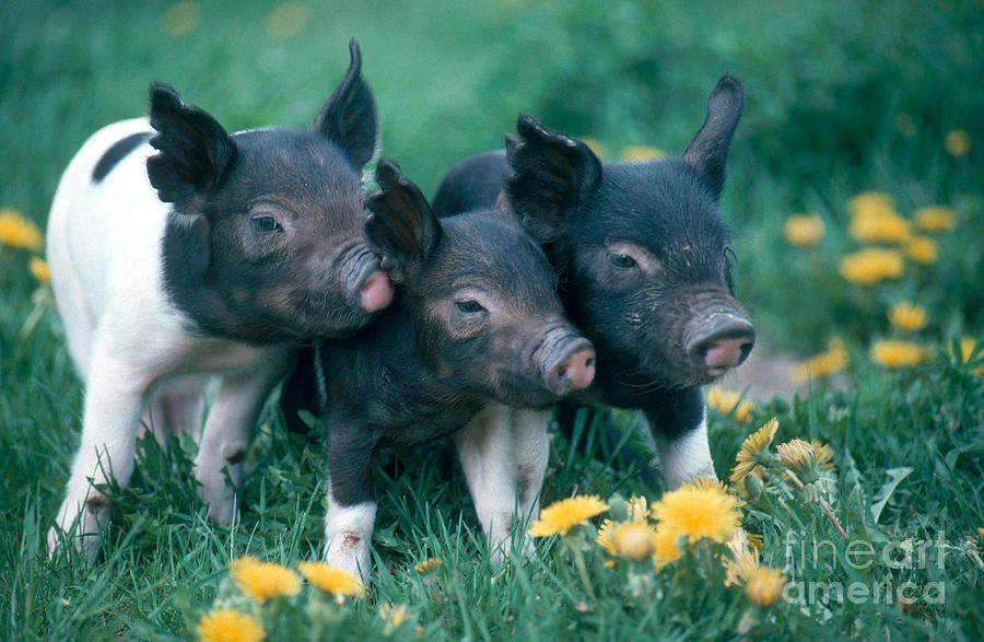 Piglets Photograph by Alan and Sandy Carey