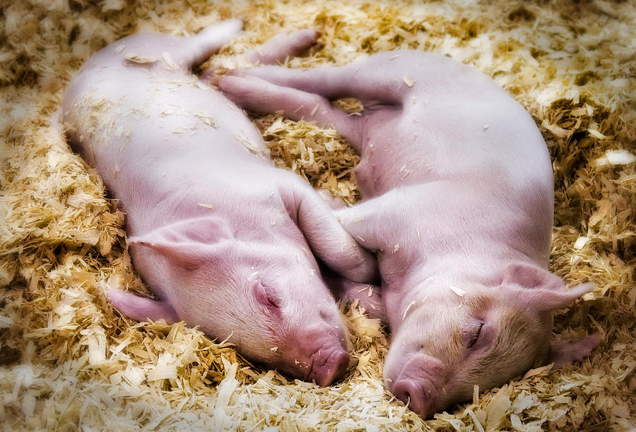Animal Photograph - Piglets by Bill Wakeley
