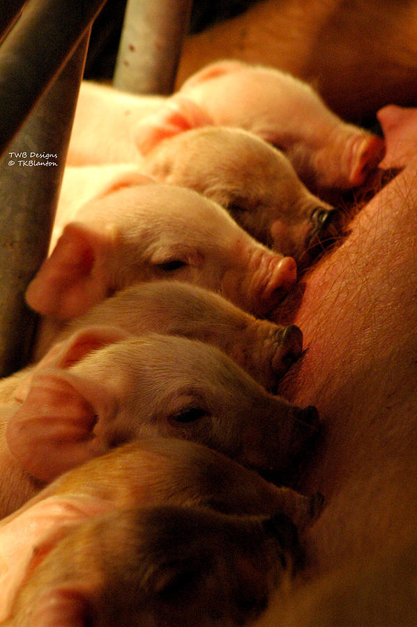 Piglets Photograph by Teresa Blanton