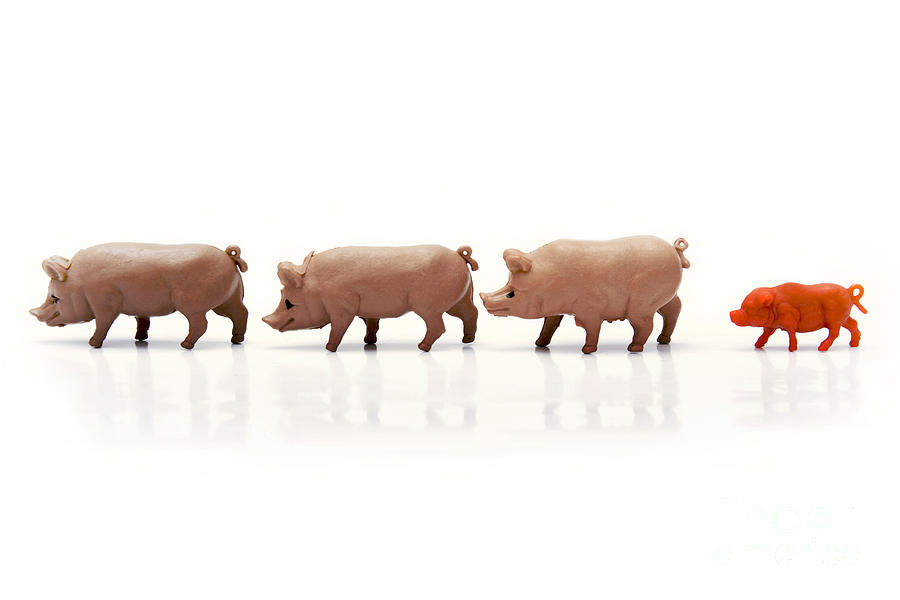Pigs figurines Photograph by Bernard Jaubert