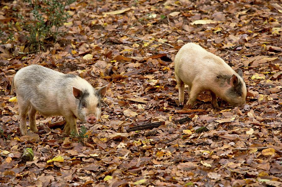 Pigs Foraging Photograph by Bob Gibbons