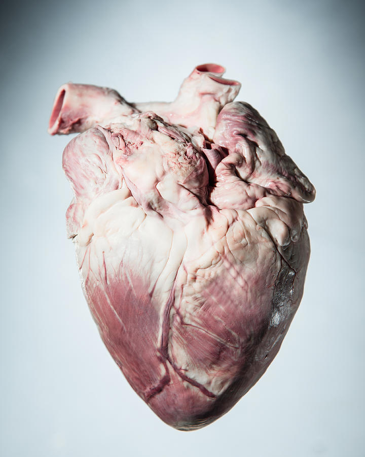 Pigs heart Photograph by PM Images