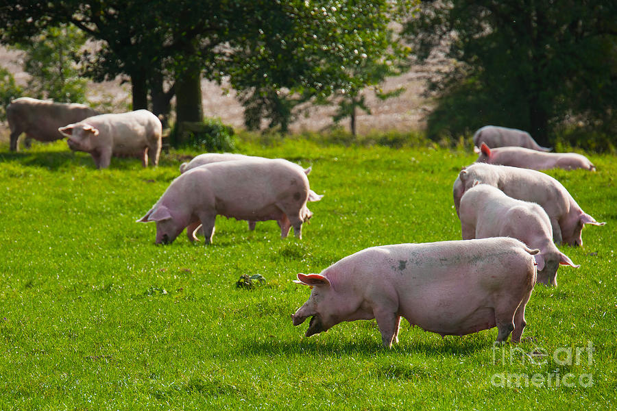 Pigs In Pasture Photograph by Robert Wilken