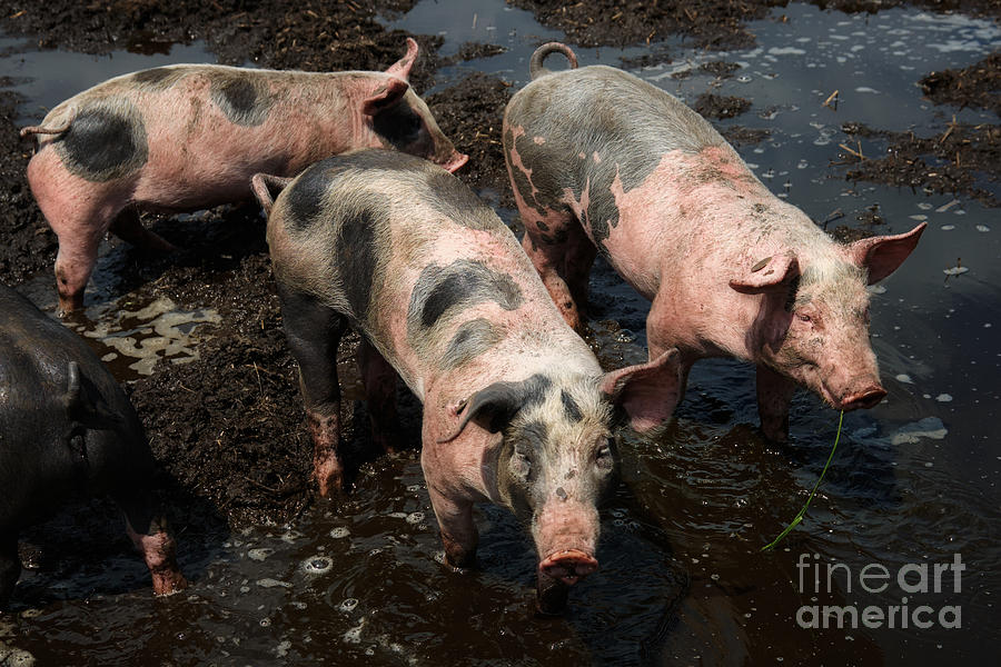 Pigs In The Mud Photograph