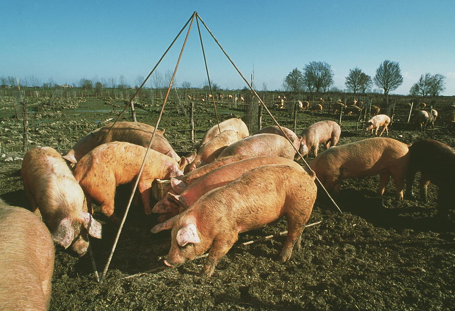Pigs Photograph by Science Photo Library Pigs Photograph by Science Photo Library