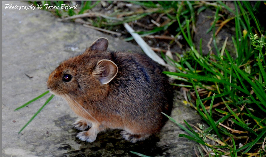 Pika a Tailless Mammal Photograph by Tarun Belwal Alm - Fine Art America