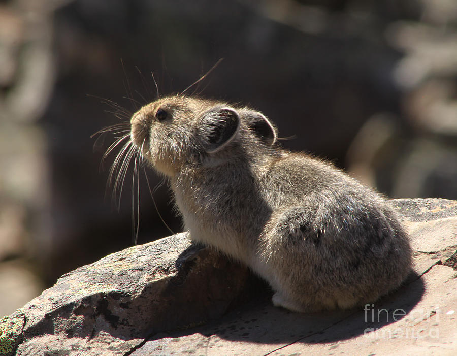 Pika Photograph by Alyce Taylor