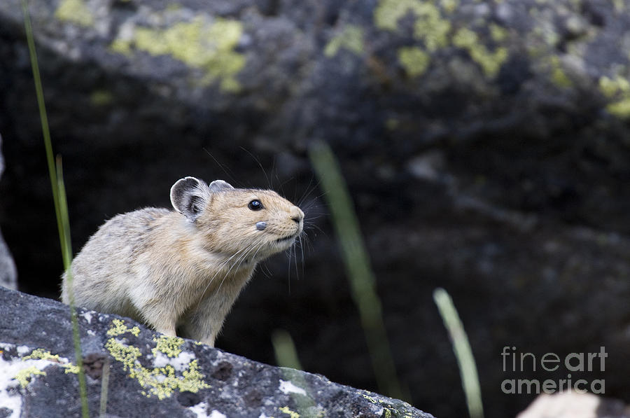 Nature Photograph - Pika W Partially-engorged Tick On Face by William H. Mullins