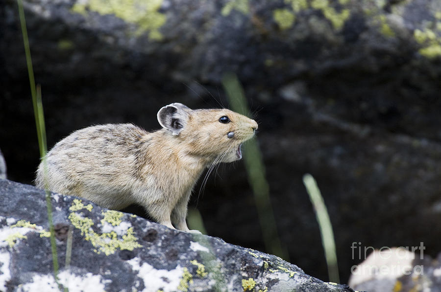 Nature Photograph - Pika Wpartially-engorged Tick On Face by William H. Mullins