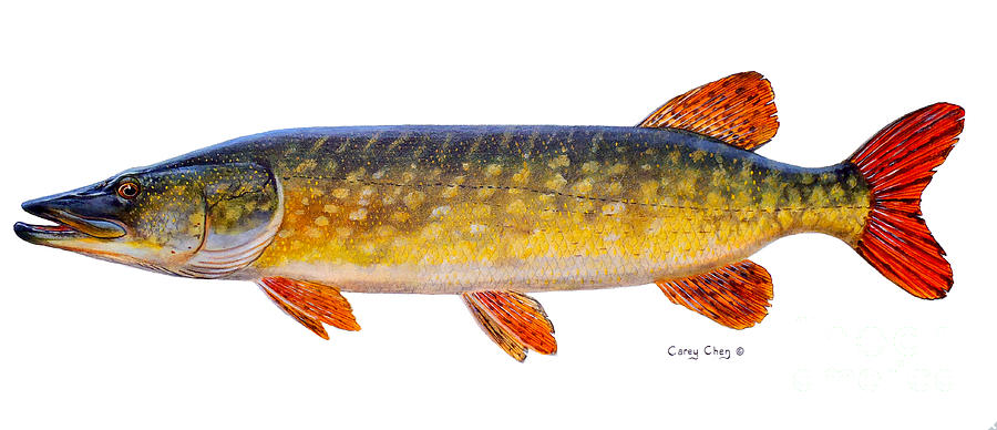 Salmon Painting - Pike by Carey Chen