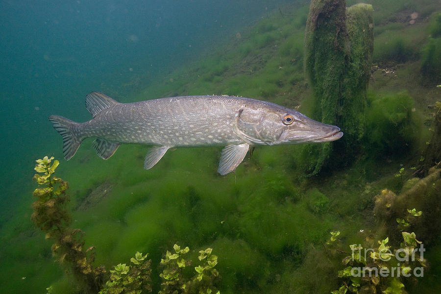 Pike In Lake Photograph by Wolfgang Herath