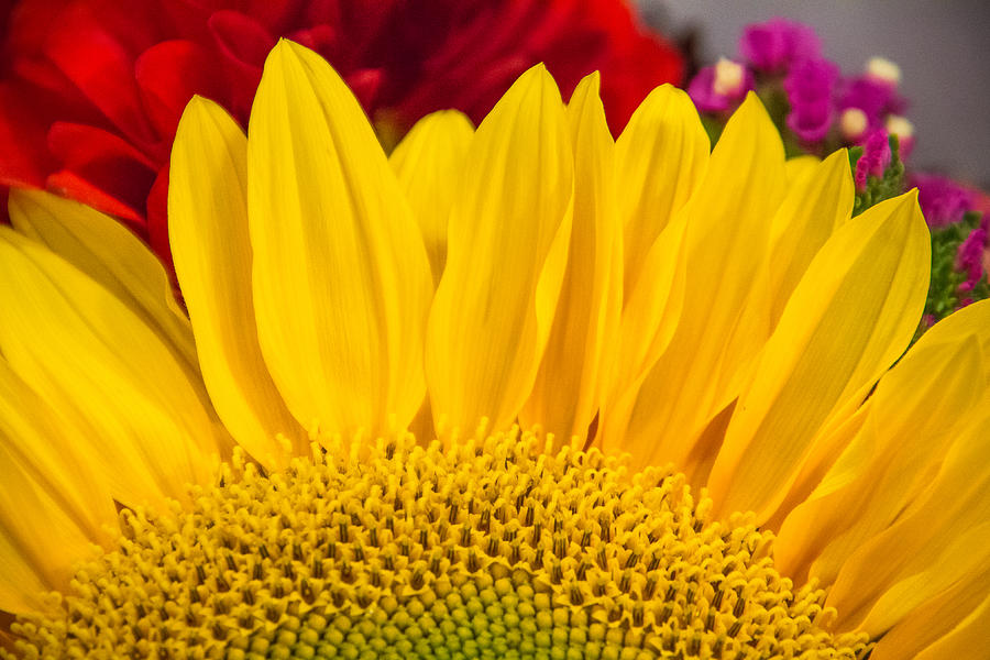 Pike Market Sunflower Photograph by Steven Bateson