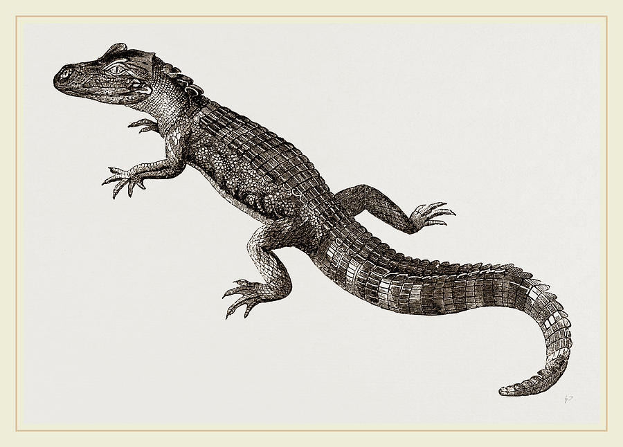 Alligator Drawing - Pike-nosed Caiman Or Alligator by Litz Collection