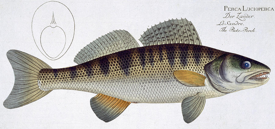 Andreas Ludwig Kruger Painting - Pike Perch by Andreas Ludwig Kruger