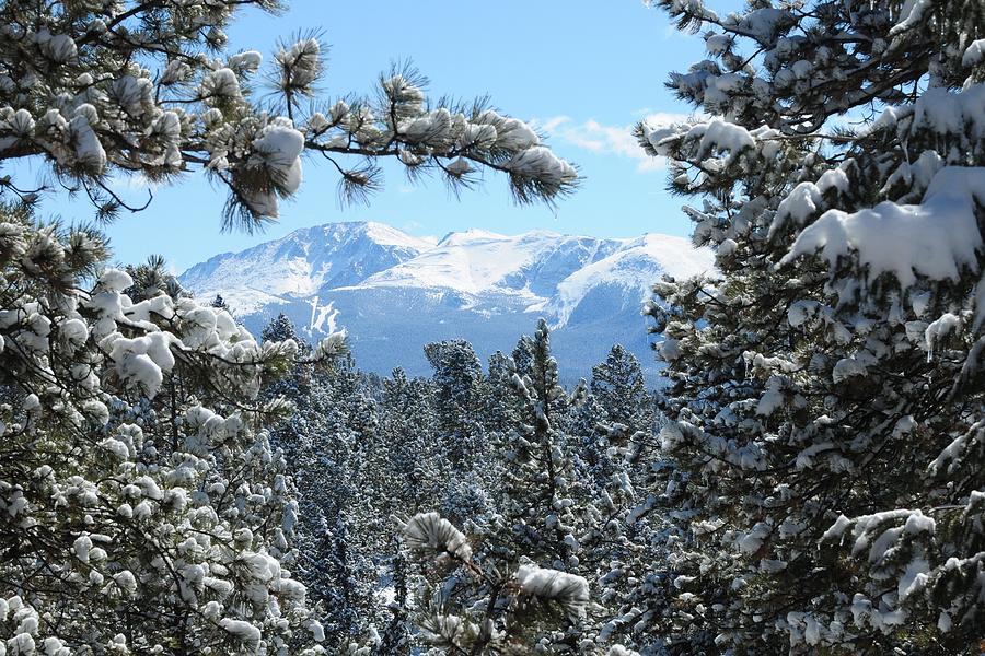 Pikes Peak and Snowy Trees Photograph by Marilyn Burton