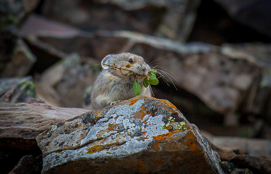 Pika Hustle  Photograph by Kevin Dietrich