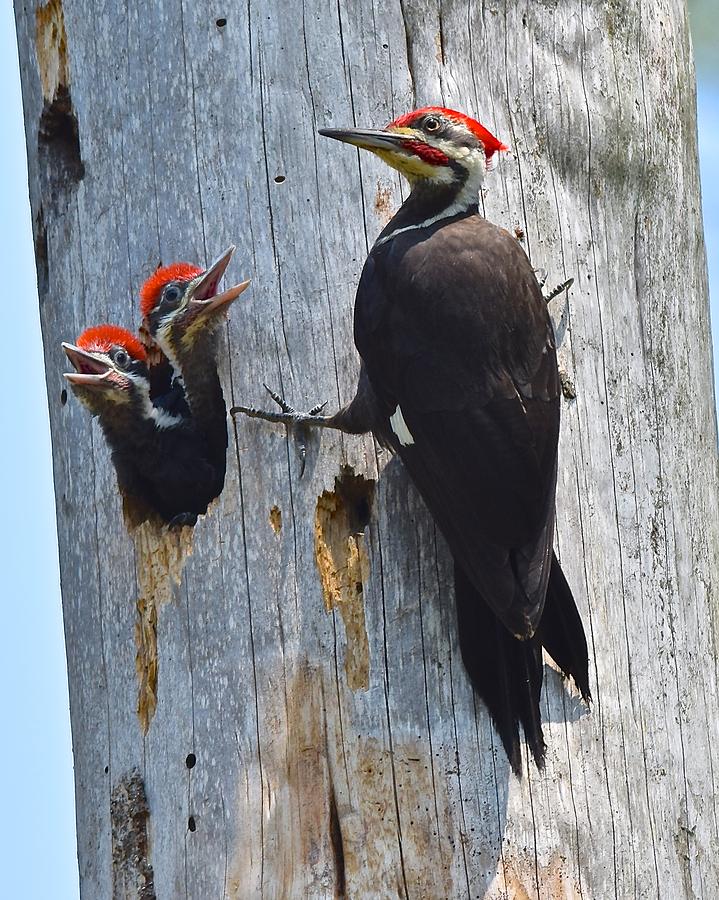 Pilated Woodpecker Family Photograph by MCM Photography