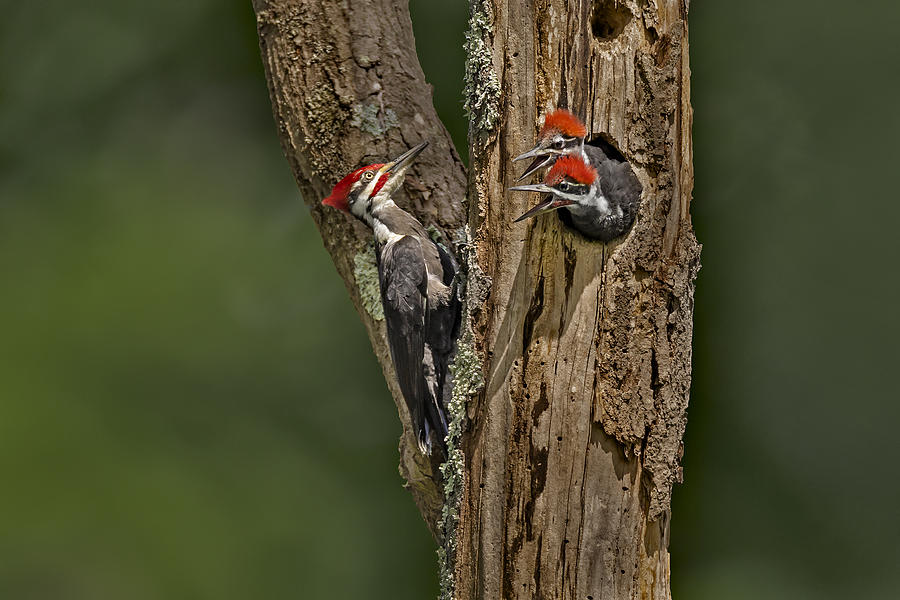 Feather Photograph - Pilated Woodpecker Family by Susan Candelario