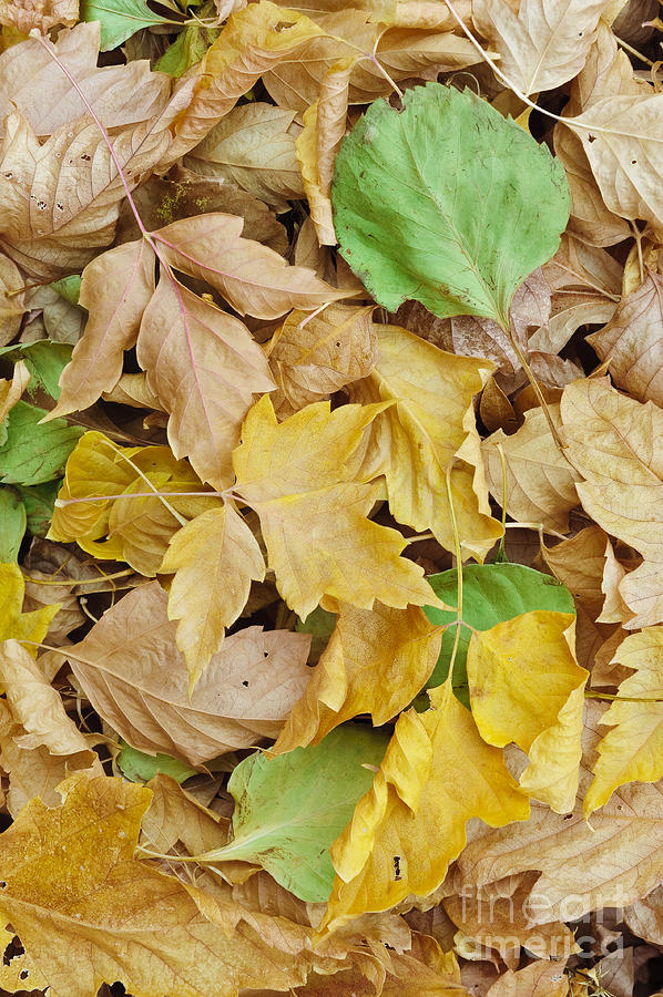 Pile Of Autumn Leaves Photograph by John Shaw