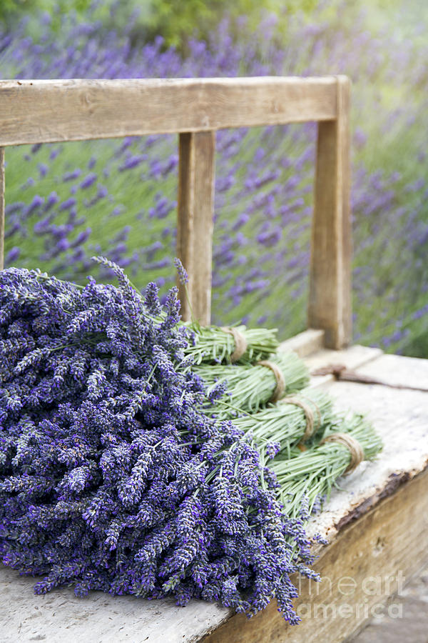 Lavender Bouquets